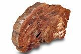 Polished, Petrified Wood (Araucarioxylon) Slab - Arizona #244074-1